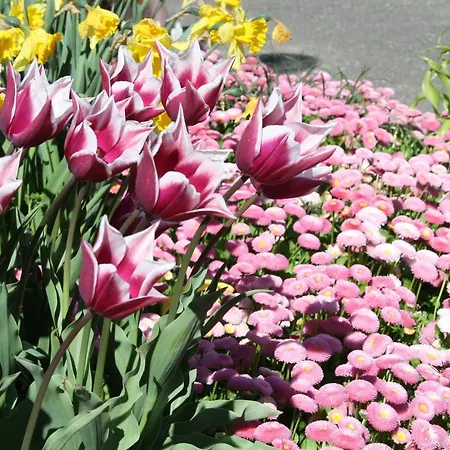 Aparthotel Grabner Bad Fussing